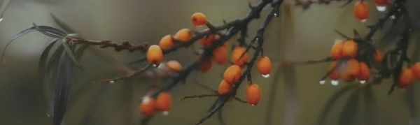 Керамический декор Тракай 6 OS/A118/9016 глянцевый