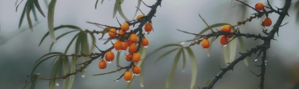 Керамический декор Тракай 7 OS/A119/9016 глянцевый