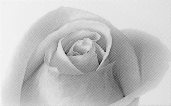 Керамический декор Камелия чёрный 01