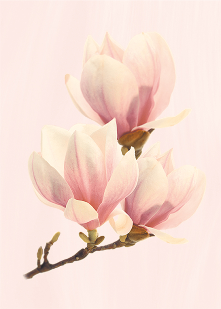 Керамический декор Axima Агата розовый 25x35